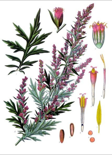 Mugwort plant with pink flowers, and the individual parts of the plant broken down, including leaves, flowers, and parts of flowers.