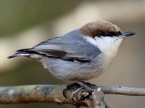 Brown-headed Nuthatch Identification, All About Birds, Cornell Lab of  Ornithology