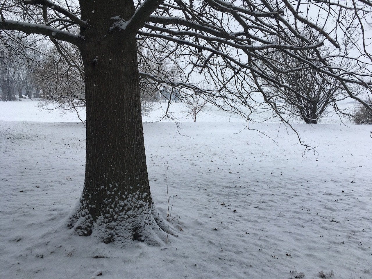 blog | pin oak in snow