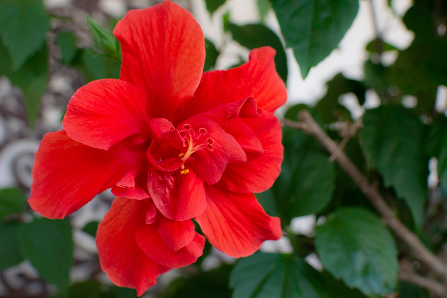 single large red hibiscus with the plant leaves in the background