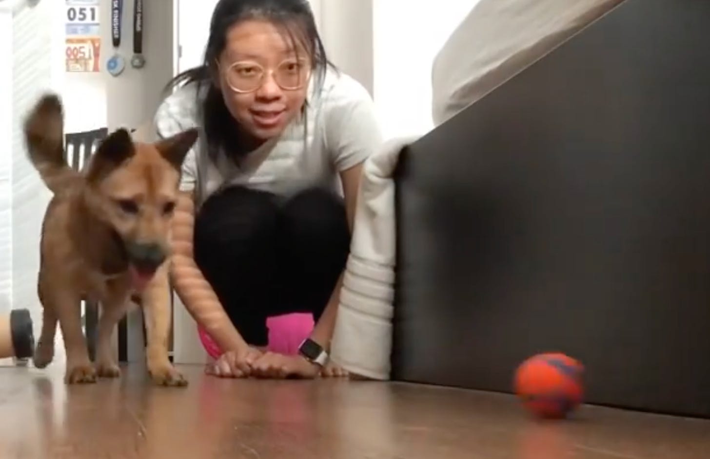 A small dog and a woman, looking excitedly at a ball nearby.