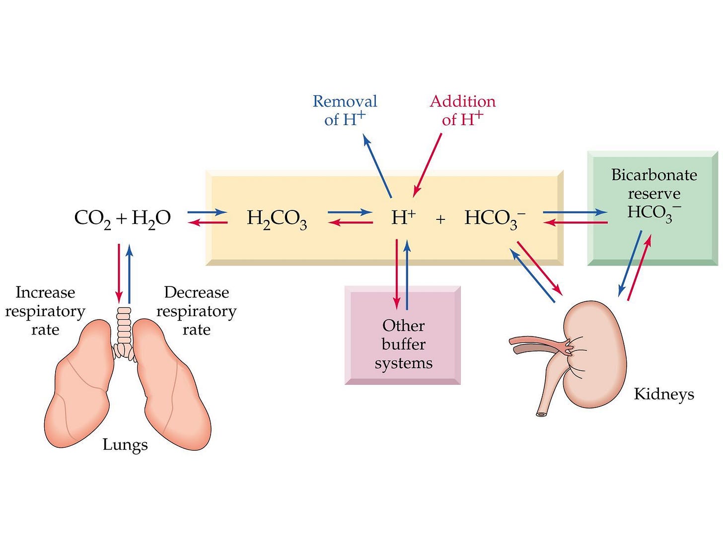 MCAT favorite) VHY Bicarbonate Buffer System | Medical student motivation,  Nursing school studying, Anatomy and physiology