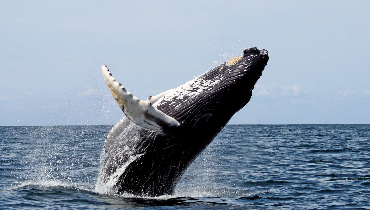 Cetacean surfacing behaviour - Wikipedia