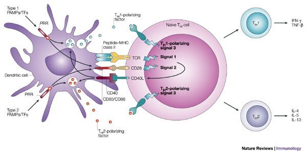 Dendritic-cell control of pathogen-driven T-cell polarization | Nature  Reviews Immunology