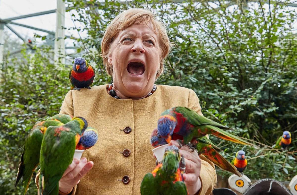 Angela Merkel screaming in agony but still in good spirits as she is slowly consumed by delightful, brightly colored parrots.