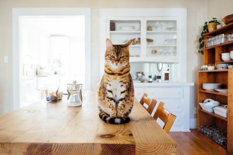 Cat sitting on dining room table