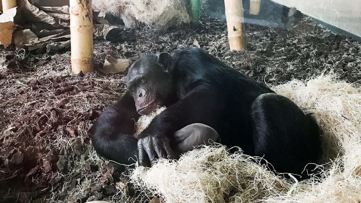 Sleep habits may have helped humans branch off from other primates - WHYY