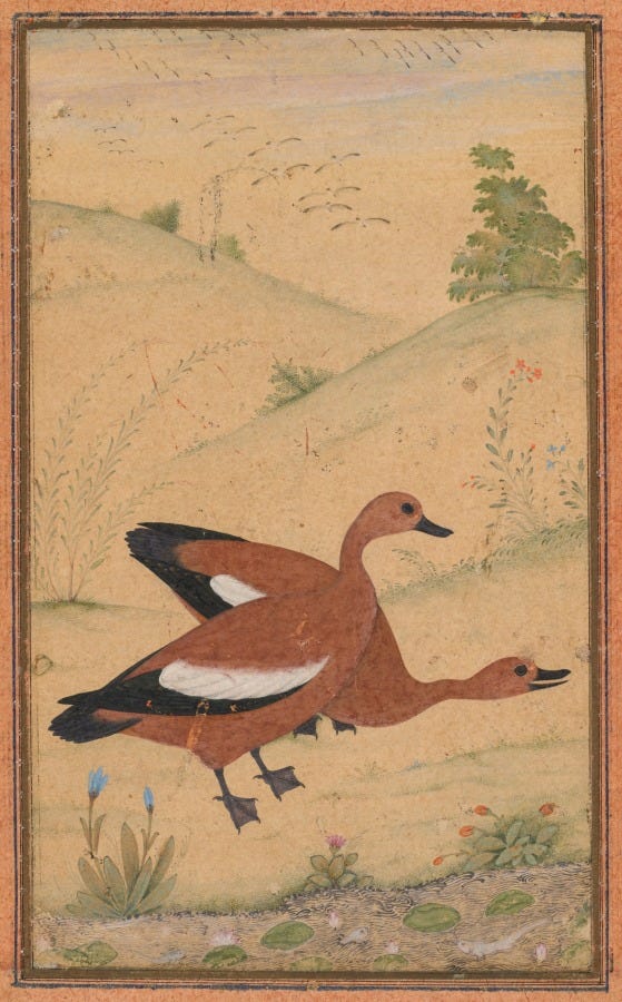 A pair of Brahminy ducks, c. 1595. India, Mughal, 16th century.