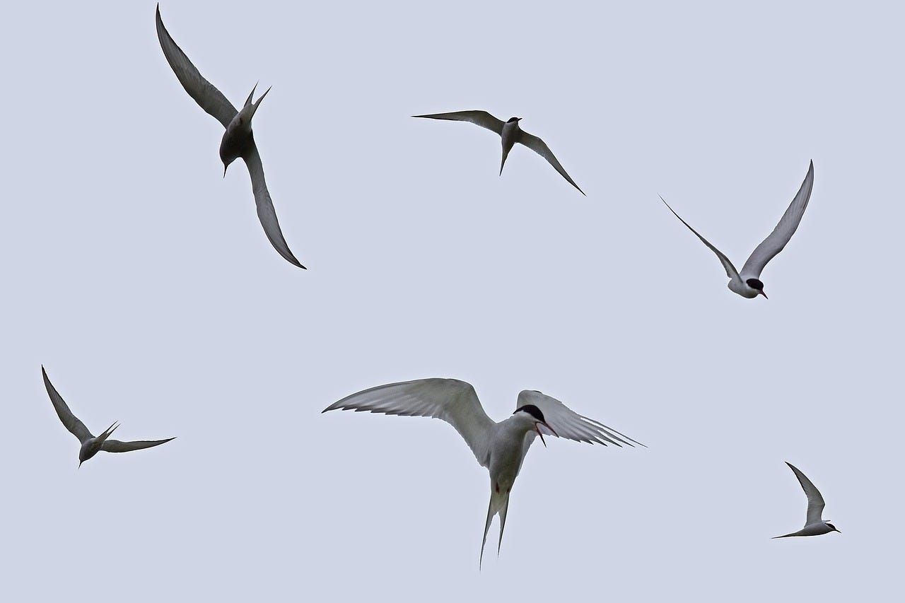 Arctic Terns Flying Tern - Free photo on Pixabay