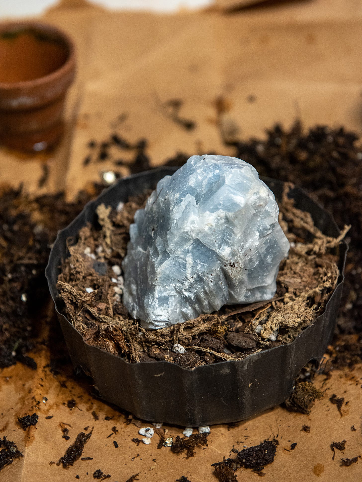 ID: A six inch shallow nursery pot filled with soil with the blue crystal in the center.