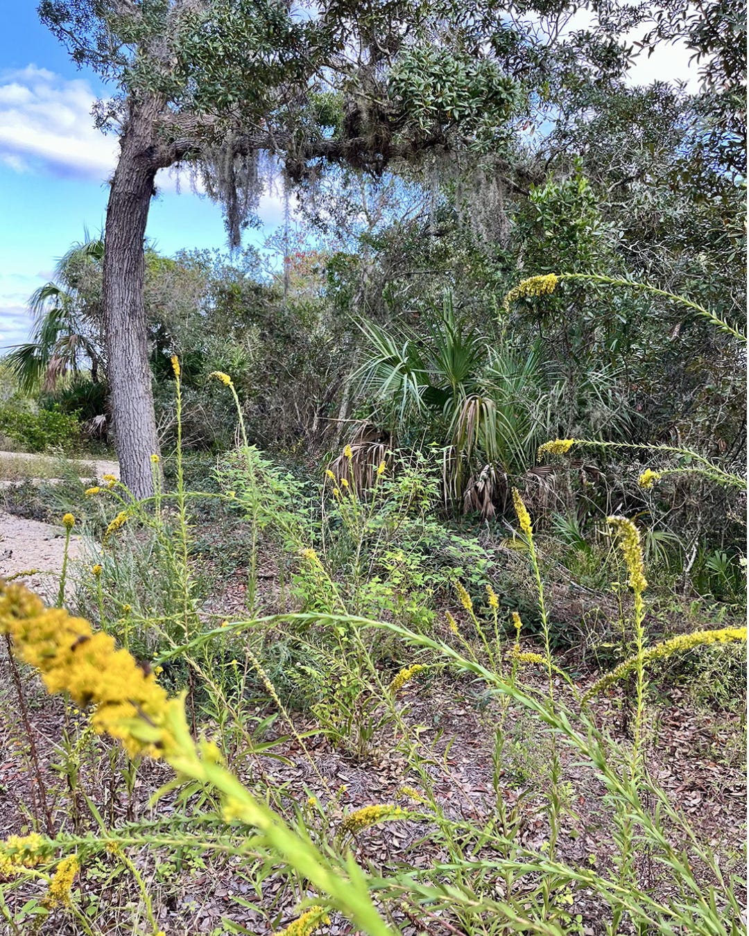 Cedar Key garden with Native plants including live oak and goldenrod with pea gravel path