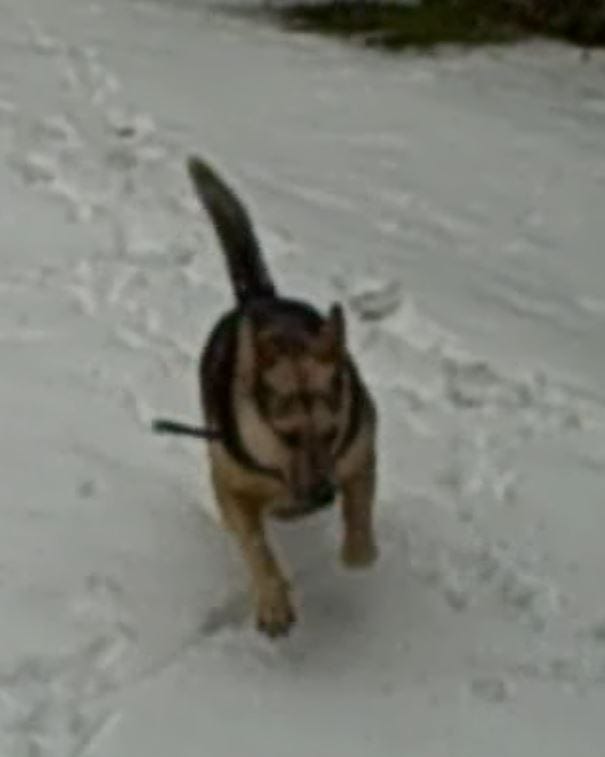 Becky, my dog, a few years ago romping in the springtime snow.