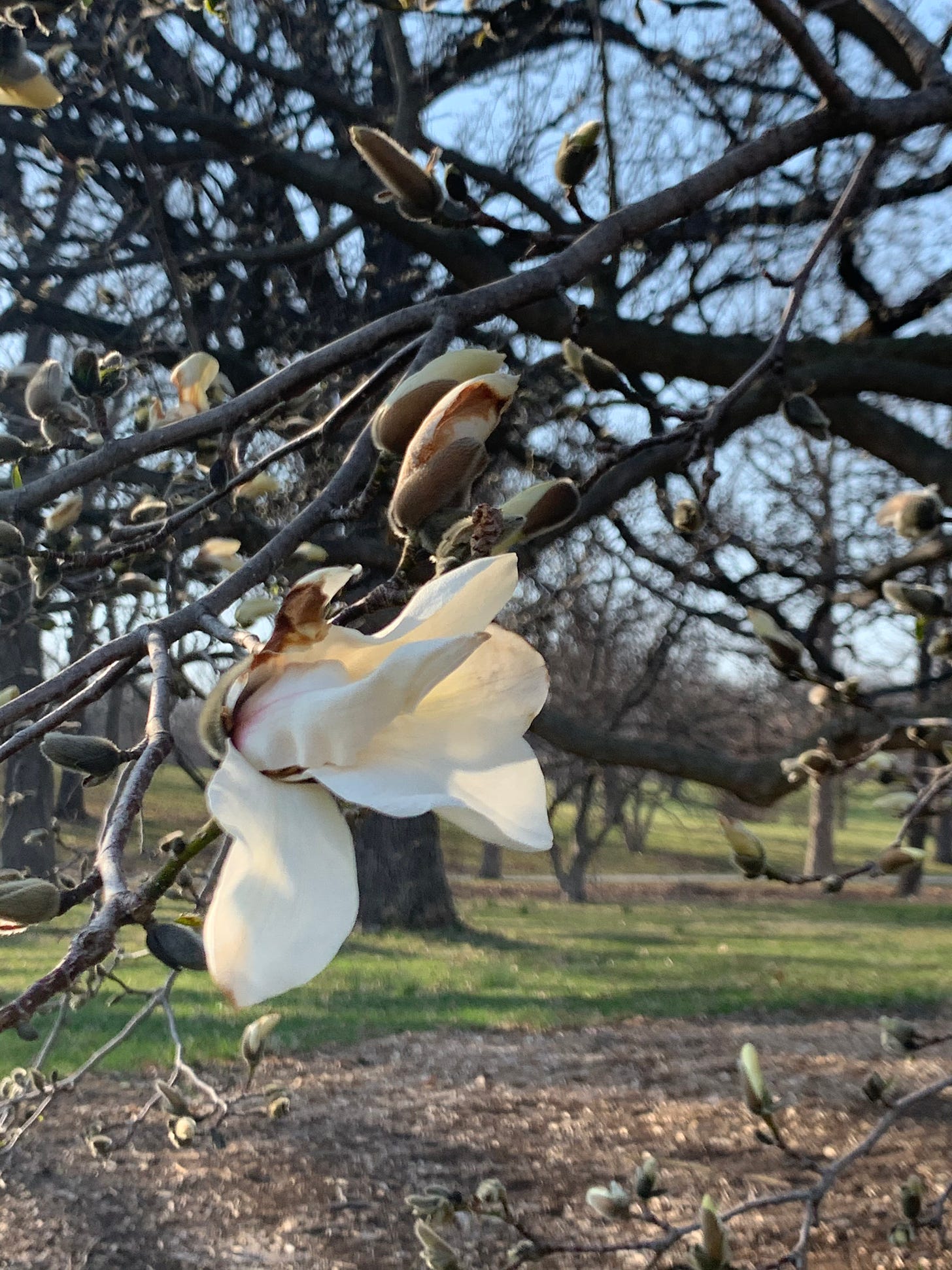 Petals just beginning to push out of a bud on a Magnolia tree