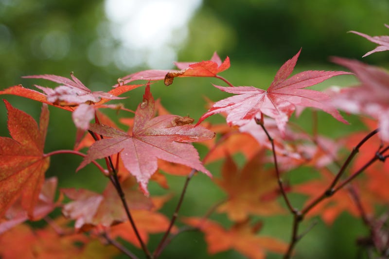 Colour gardens orange leaves