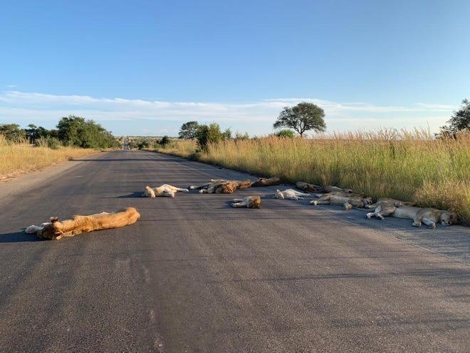 A pride of lions from South Africa’s Kruger National Park was caught napping on an empty road that would otherwise be filled with tourists.