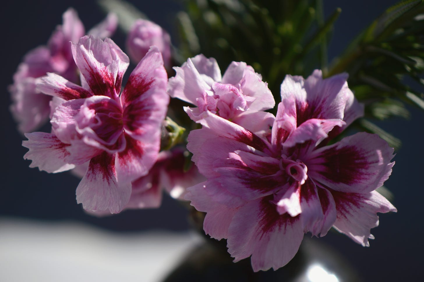 carnations in a vase