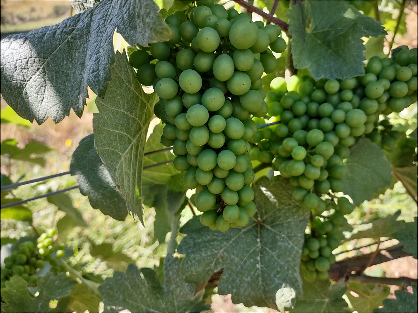 Pinot Noir cluster on August 1st