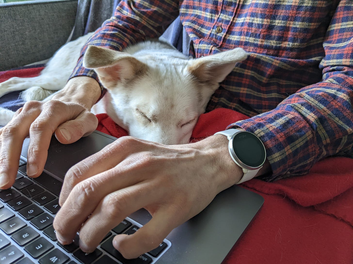 dog napping in the lap of someone working on a laptop