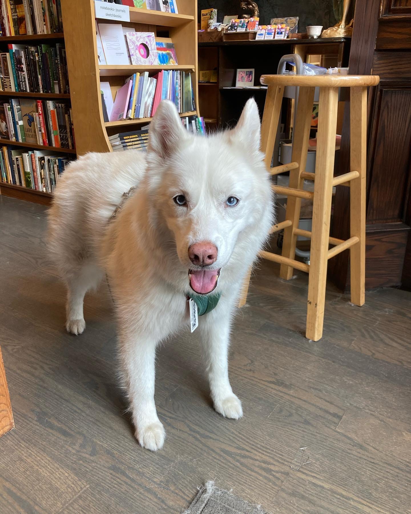Ramona, a white husky with blue eyes, in front of bookshelves and a wooden stool