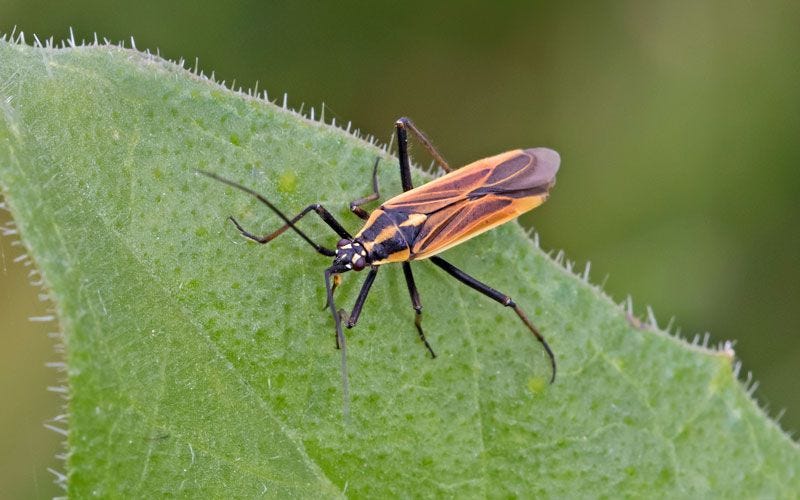Image of insect on leaf.