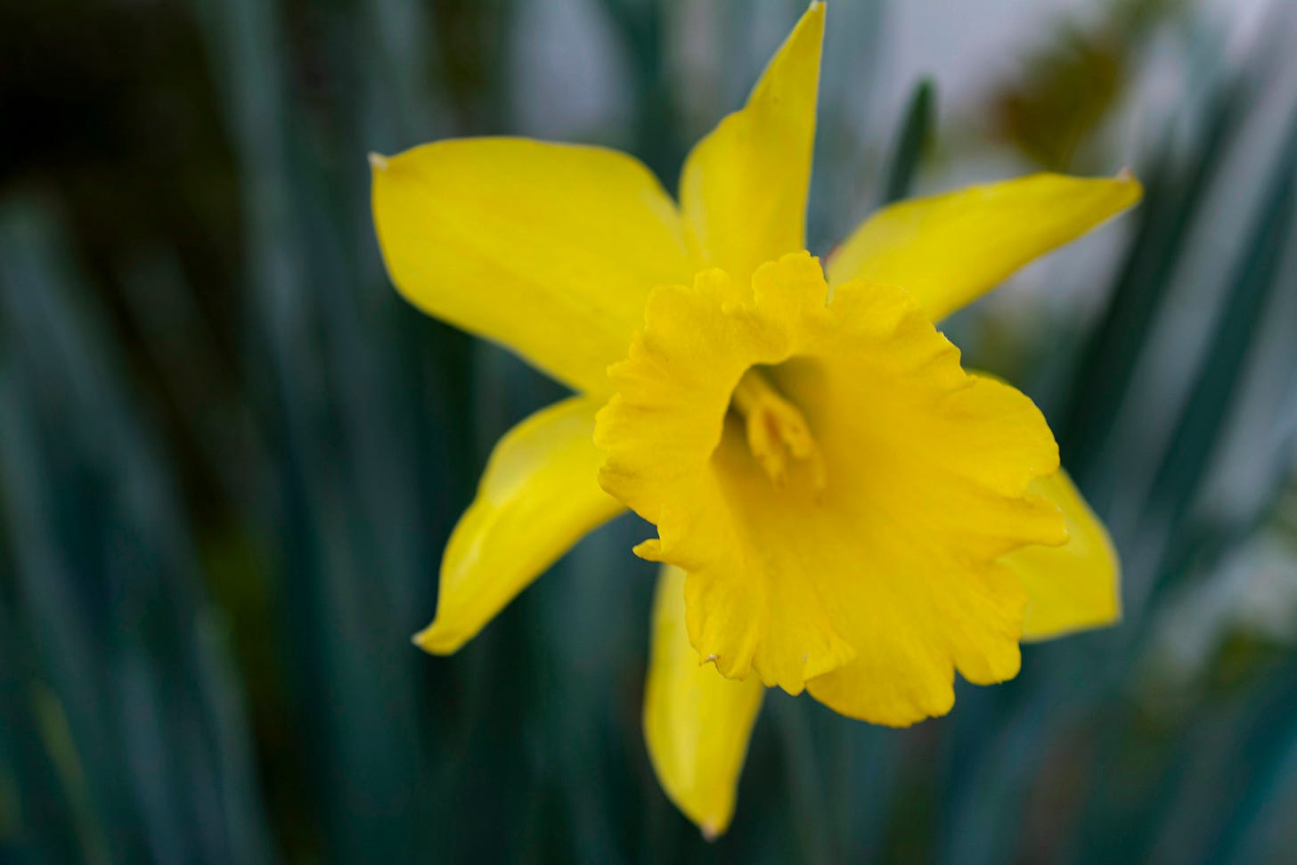 A single yellow daffodil in the foreground with a blurred background 