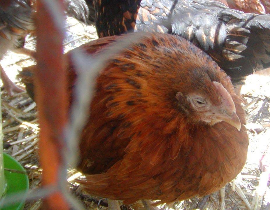 A poultry chick has its head tucked into its body, feathers fluffed out, eyes partly closed. Its face and comb are very pale.