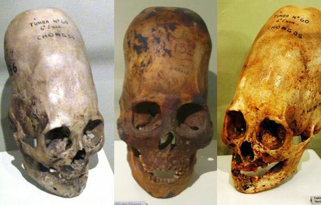 DNA Analysis Of Paracas Elongated Skulls Released. The Results Prove They  Were Not Human | Alien skull, Ancient aliens, Skull