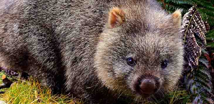 It's a photograph of a wombat. There.
