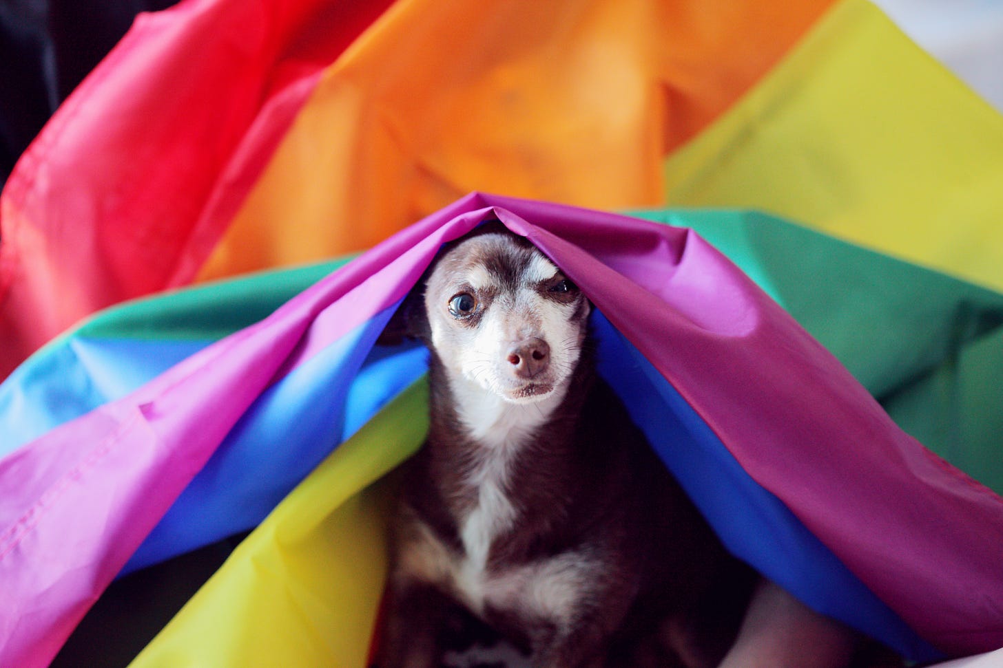 A small brown dog with a cream-colored face and eyebrows nestled inside a Pride flag