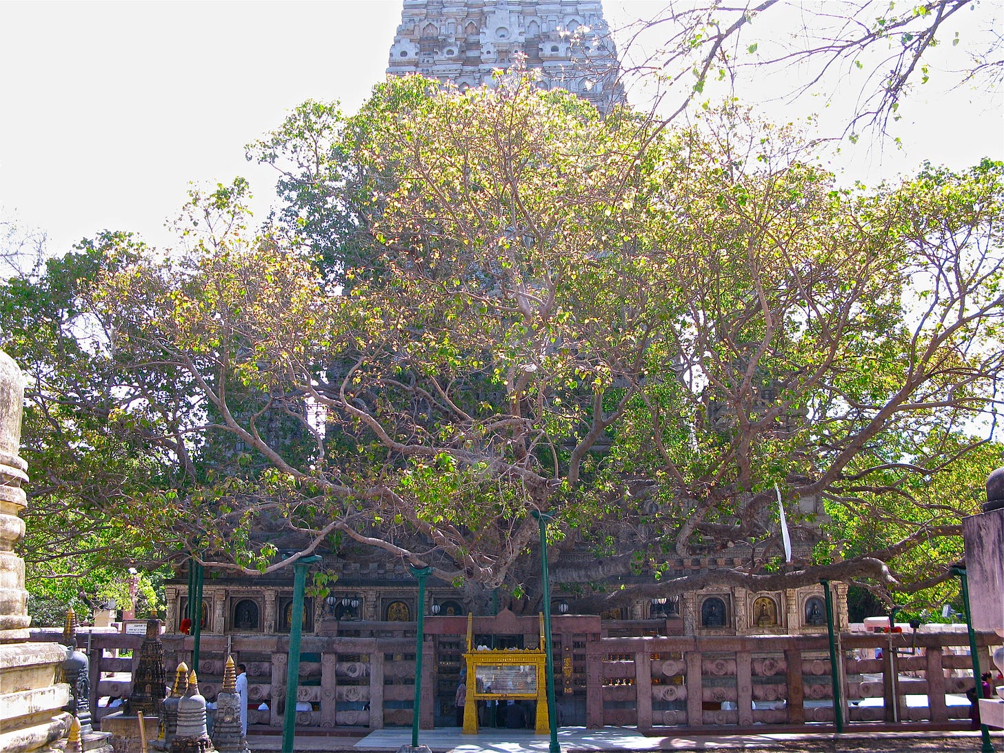 Bodhi Tree - Wikipedia