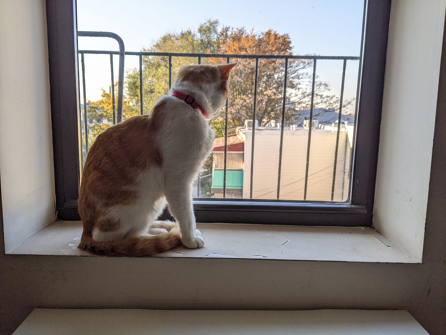 A red and white cat looks out the window of an apartment, with trees and other houses seen on the outside