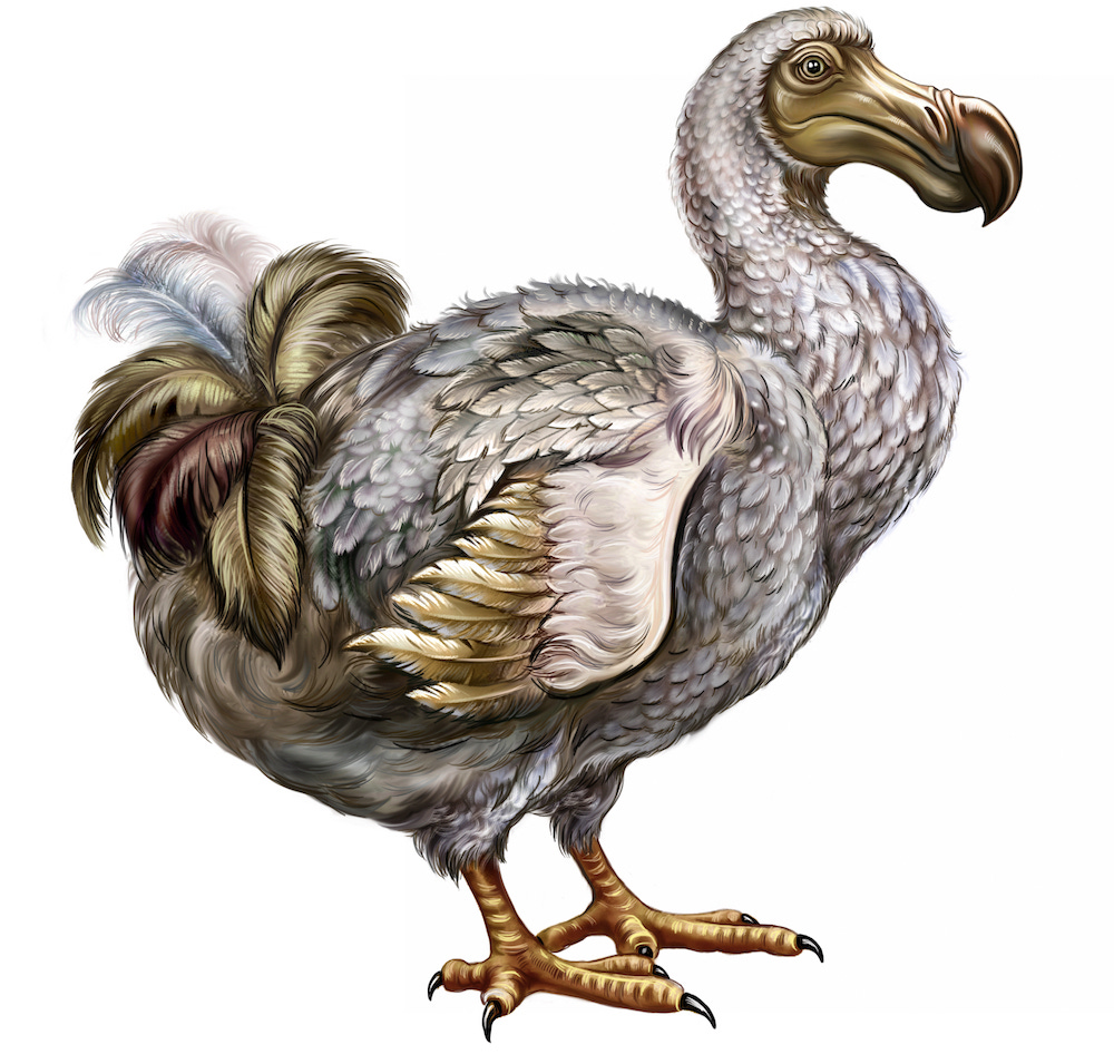 Beautiful Dodo Bird Image. The DODO is a symbol—not of its own stupidity—but of human stupidity.