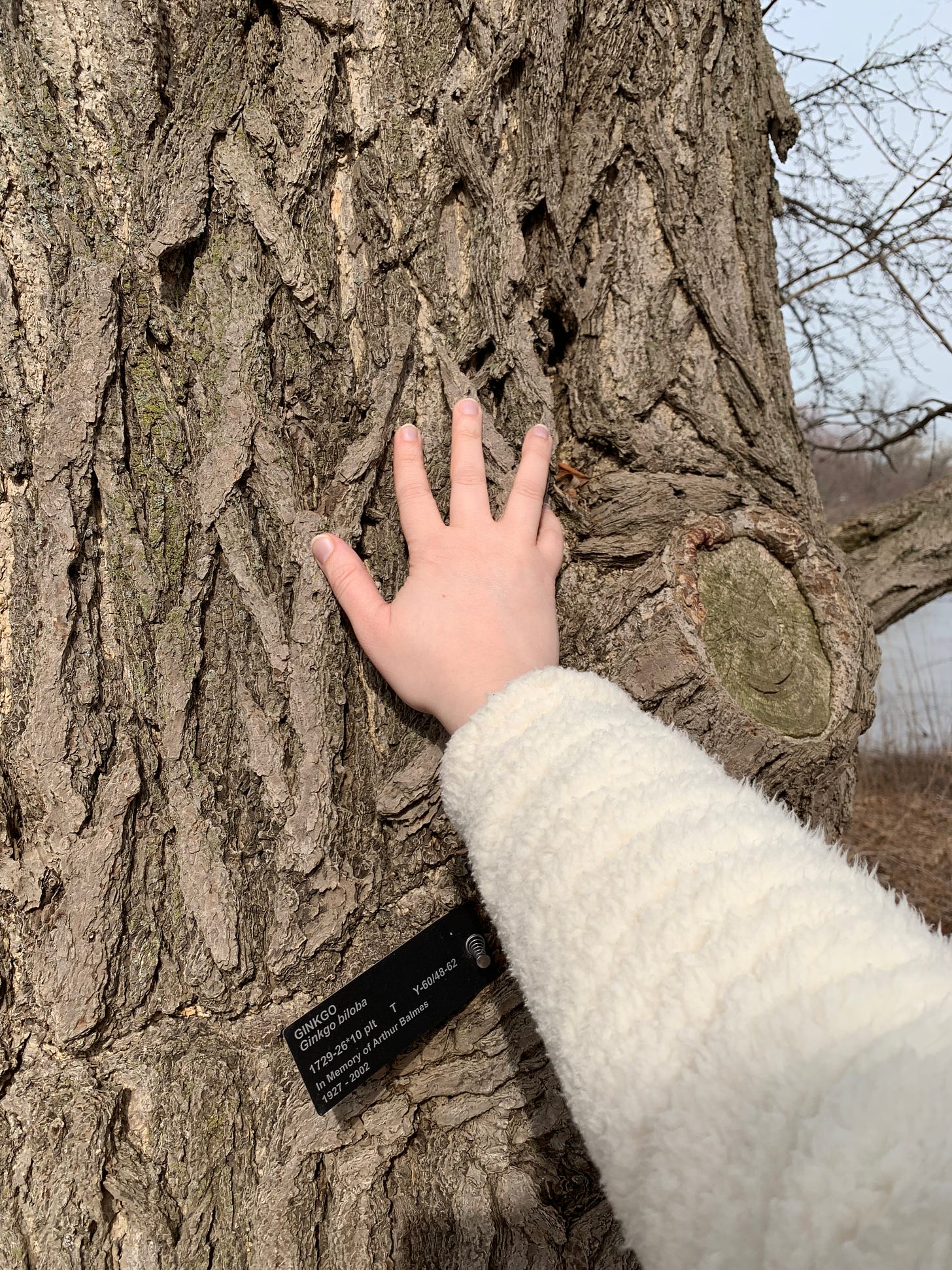 A hand touching a hard, textured brown tree bark.