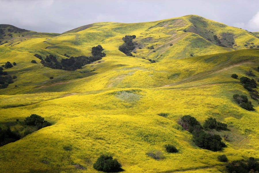 Yellow plants cover a large hillside.
