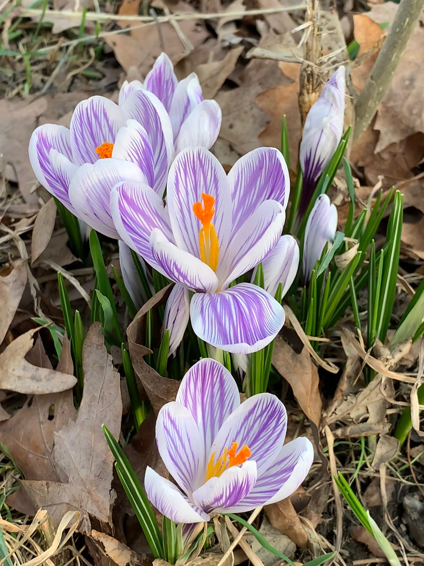 White flowers with purple lines with bright orange stamens