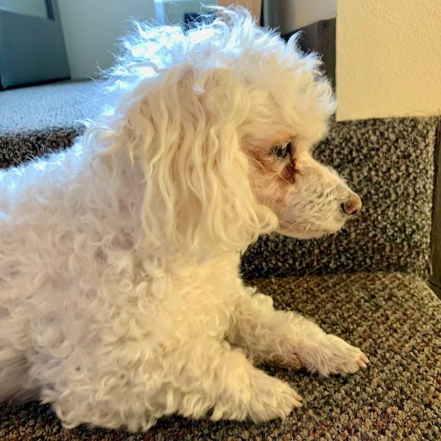 elsa, a small white haired poodle, in profile