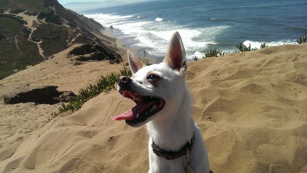 Leche, who belongs to loyal subscriber Matt, appreciates the ocean.