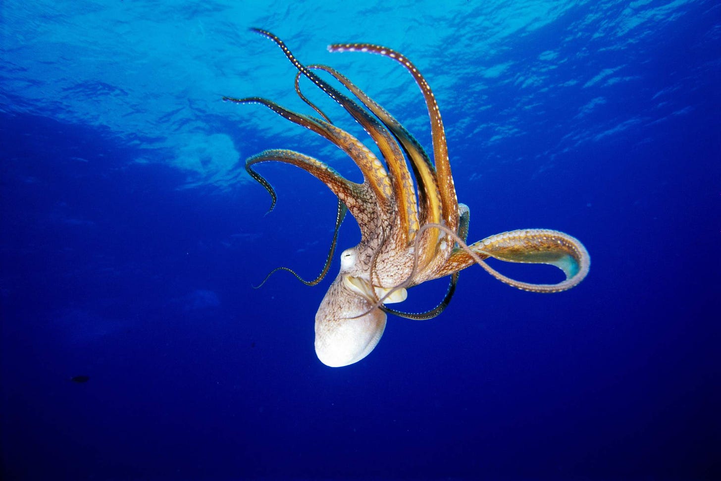 Octopus Facts: Habitat, Behavior, Diet