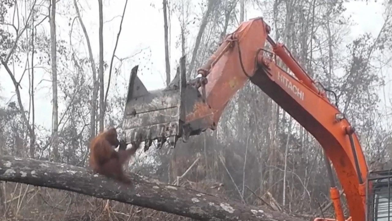 https://data1.ibtimes.co.in/en/full/689734/orangutan-attacks-digger-destroying-its-home.jpg