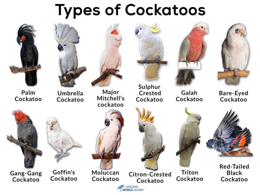 Cockatoo: Facts, Types, Care as Pets, Price, & Pictures |  Singing-Wings-Aviary.com