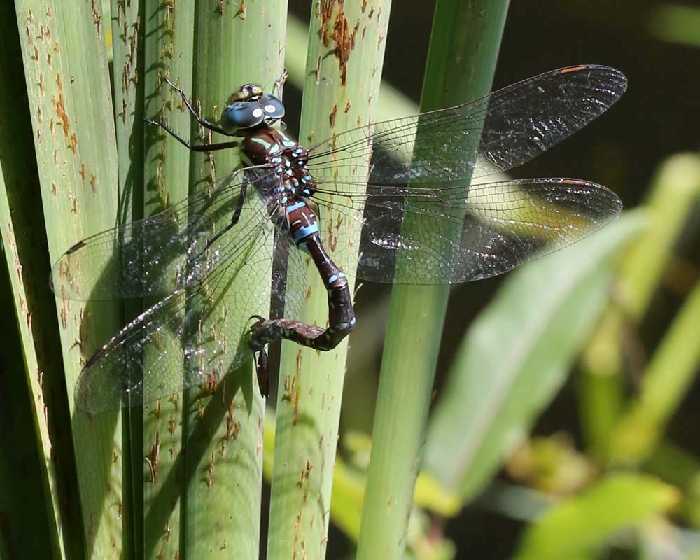 Dragonflies Laying Eggs | Naturally Curious with Mary Holland