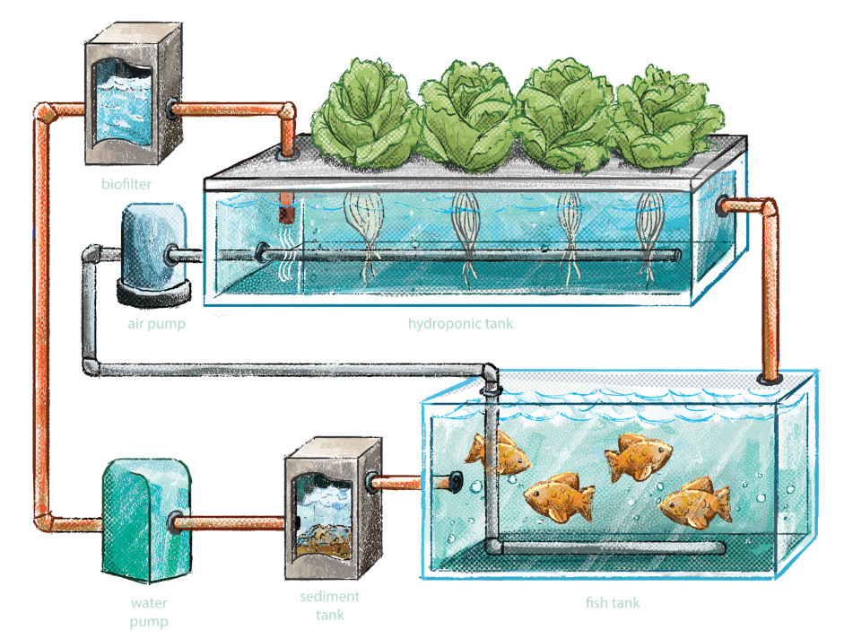 aquaponics system