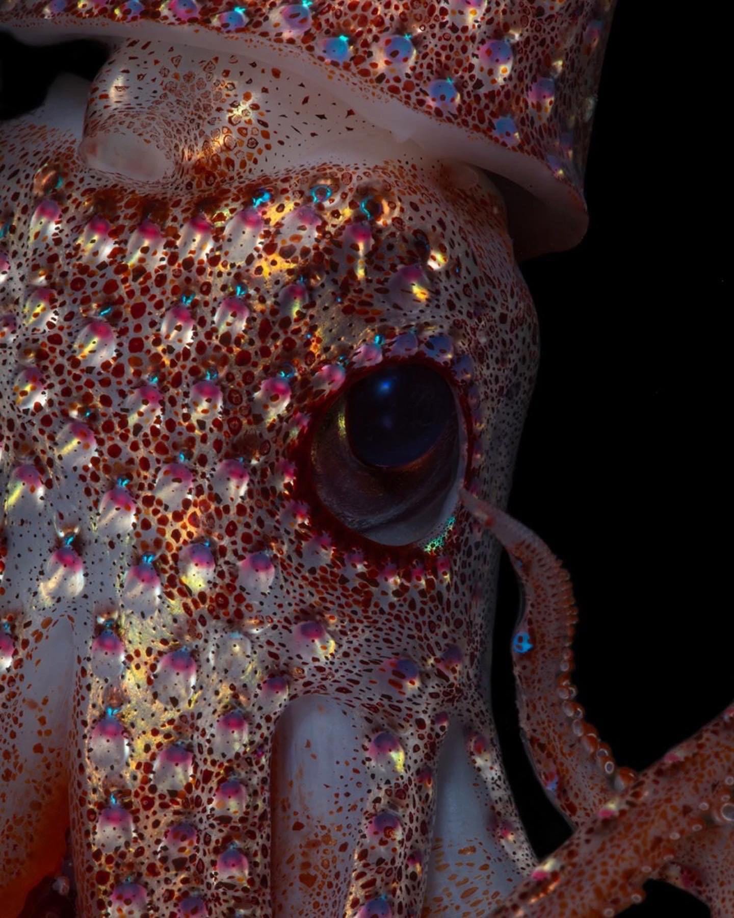 🔥 A strawberry Squid : NatureIsFuckingLit