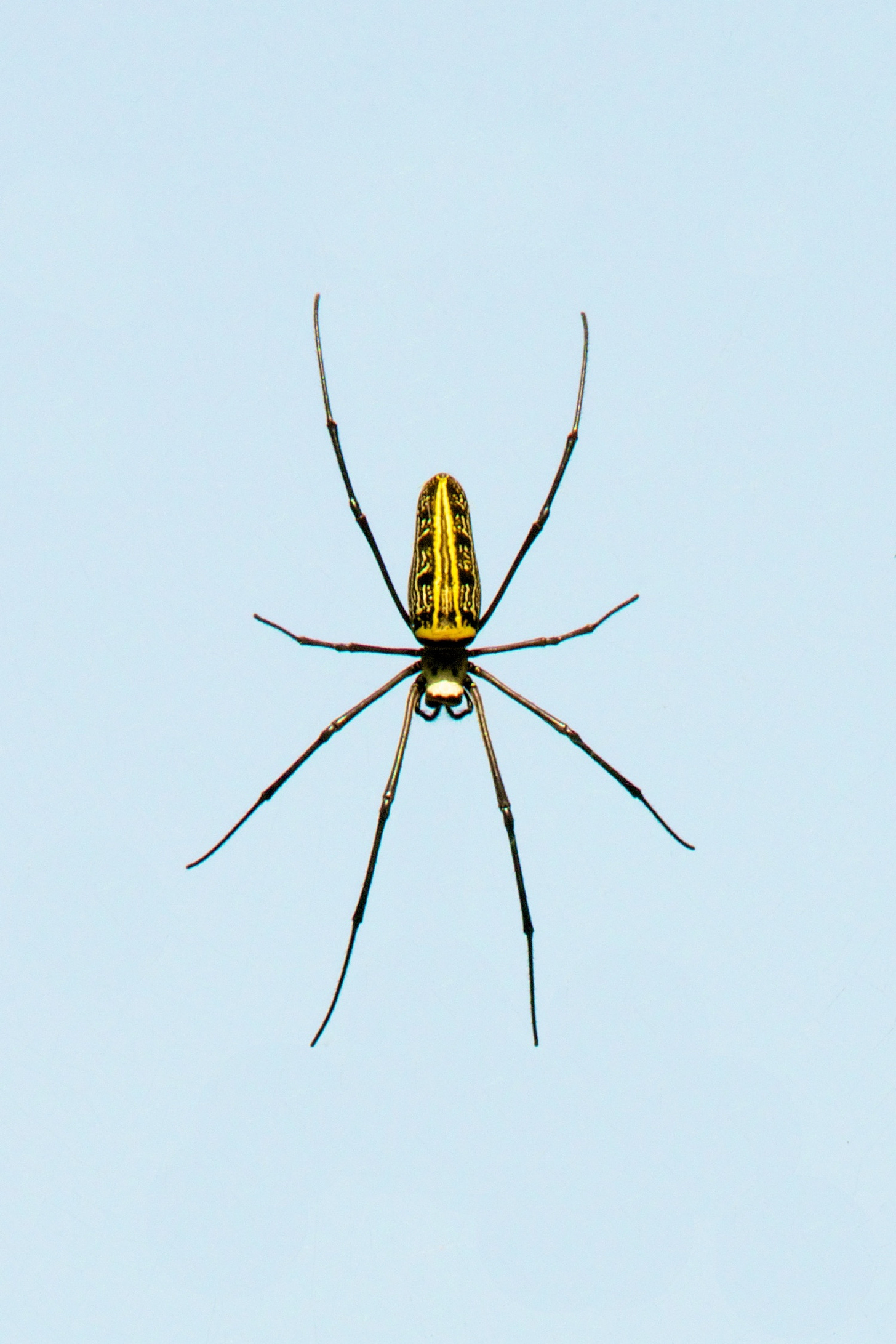 Female wood spider