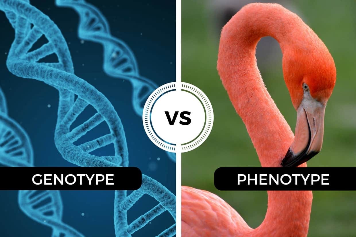 Genotype vs Phenotype - An introduction and a great memorization trick