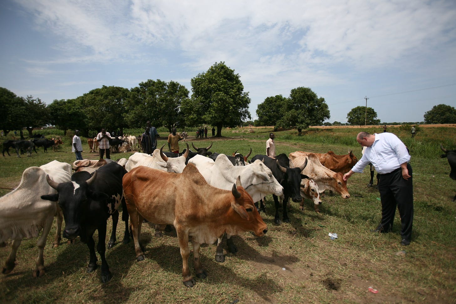 Juba Cows