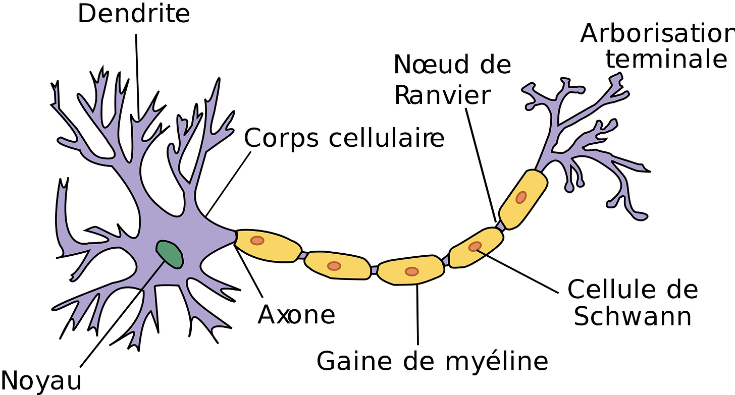 Schéma de la forme d'un neurone accompagné d'une légende.