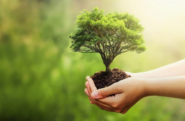 How to Plant a Tree and Make the World a Greener Place