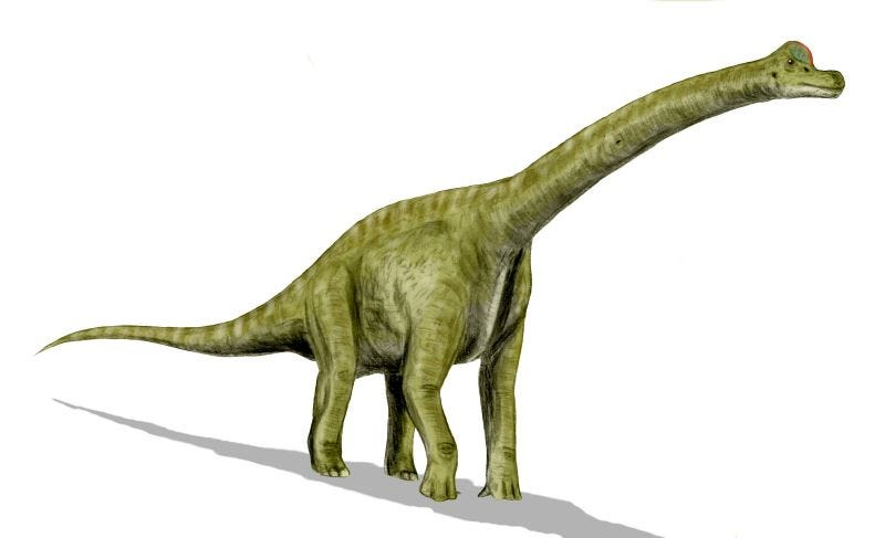 Difference Between Brontosaurus and Brachiosaurus | Compare the Difference  Between Similar Terms