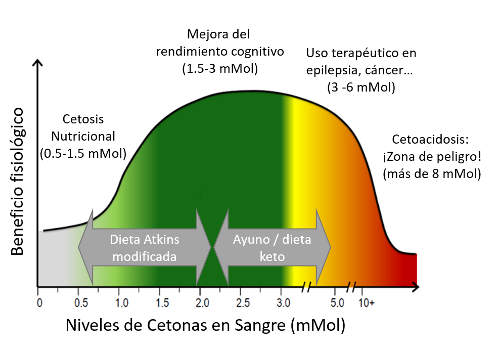 Efecto fisiológico de las cetonas en sangre en la dieta keto